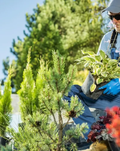 A gardener holding a plant to install into the landscape garden.