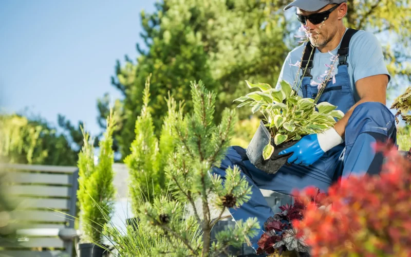 A gardener holding a plant to install into the landscape garden.